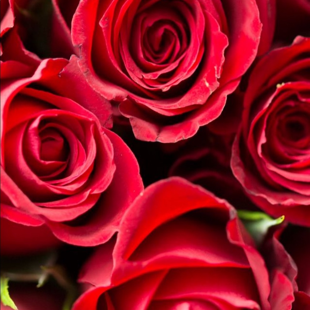 Meet your Posher, Heidy